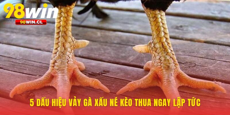 Cách xem vảy gà quý để loại bỏ rủi ro